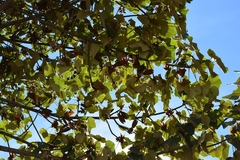 Chiranthodendron pentadactylon