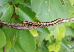 Helicorthomorpha