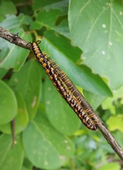 Helicorthomorpha