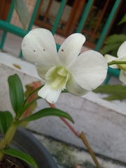 Dendrobium