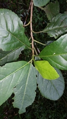 Melanophylla crenata