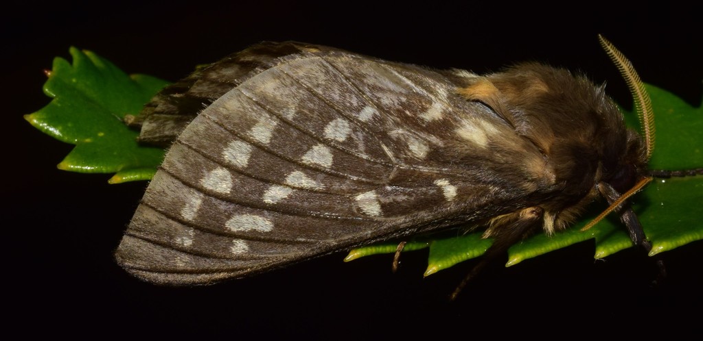 Oxycanus goodingi