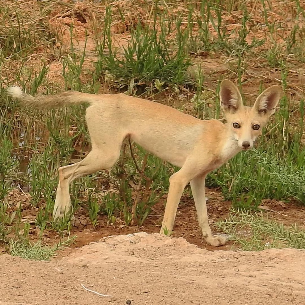 Arabian Red Fox (Vulpes vulpes arabica) - Know Your Mammals