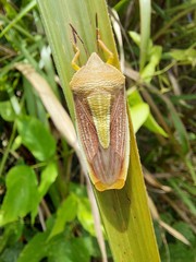 Megarrhamphus tibialis