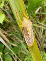 Megarrhamphus tibialis