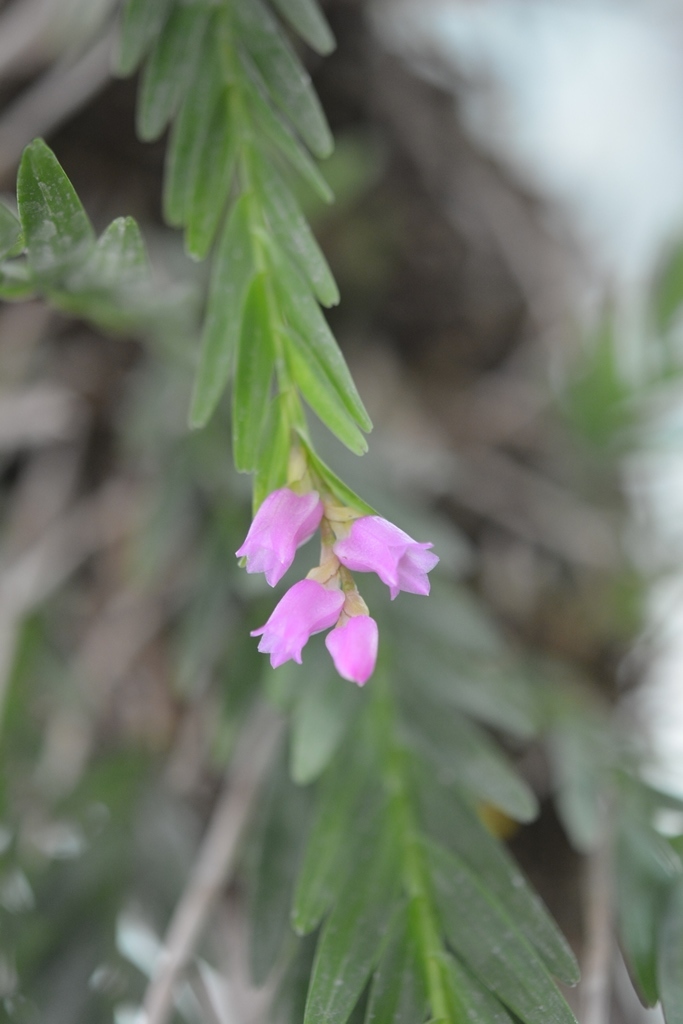 Isochilus alatus