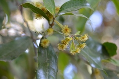 Olmediella betschleriana
