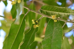 Olmediella betschleriana