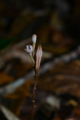 Didymoplexis micradenia