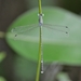 Green-eyed Spreadwing - Photo (c) Afsar Nayakkan, some rights reserved (CC BY), uploaded by Afsar Nayakkan