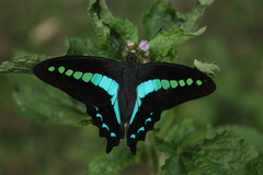 Graphium teredon