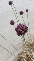 Allium