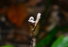 Didymoplexis micradenia