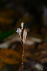 Didymoplexis micradenia