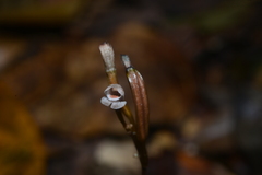 Didymoplexis micradenia