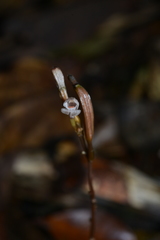 Didymoplexis micradenia