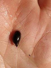 Pseudosuccinea columella