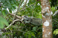 Iguana iguana