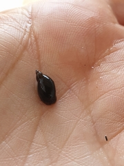 Pseudosuccinea columella