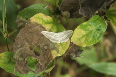 Scopula opicata