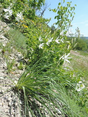 Anthericum liliago