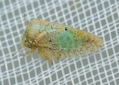 Euphyllura olivina