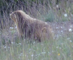 Marmota olympus