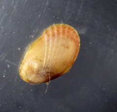Musculus alganus