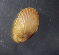 Musculus alganus