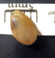 Musculus alganus