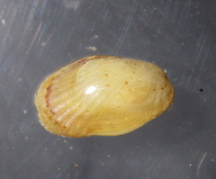Musculus alganus