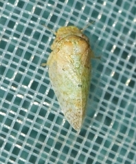 Euphyllura olivina