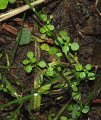 Callitriche muelleri