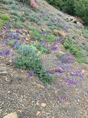 Salvia ringens