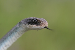 Coluber constrictor foxii