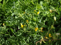 Coronilla repanda
