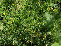 Coronilla repanda