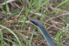 Coluber constrictor foxii