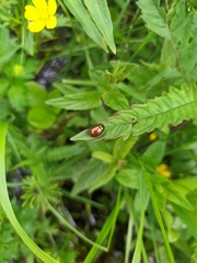Chrysolina polita