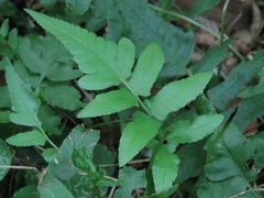 Diplazium esculentum