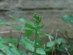 Diplazium esculentum