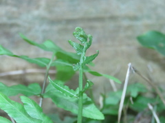 Diplazium esculentum