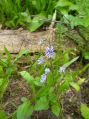 Veronica idahoensis