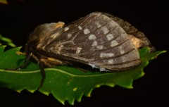 Oxycanus goodingi