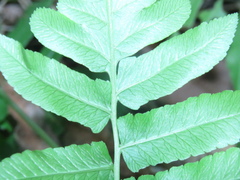 Diplazium esculentum