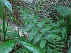 Diplazium esculentum