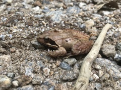 Rana huanrensis