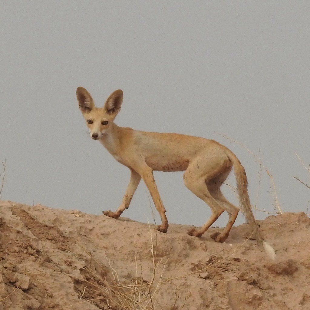 Arabian Red Fox (Vulpes vulpes arabica) - Know Your Mammals