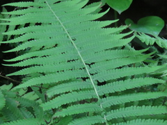 Christella parasitica