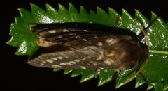 Oxycanus goodingi